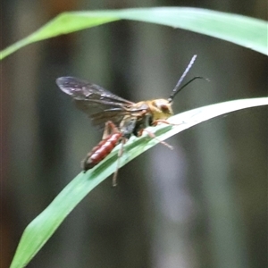 Unidentified Robber fly (Asilidae) at Tamborine Mountain, QLD by JimL