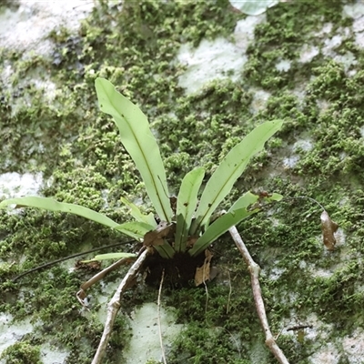 Asplenium australasicum (Bird's Nest Fern, Crow's Nest Fern) at Tamborine Mountain, QLD - 28 Dec 2024 by JimL