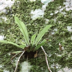 Asplenium australasicum at Tamborine Mountain, QLD - suppressed