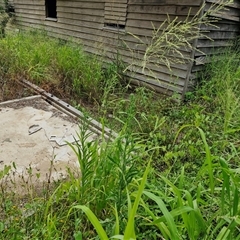 Unidentified Grass at Kilcoy, QLD - 29 Dec 2024 by trevorpreston