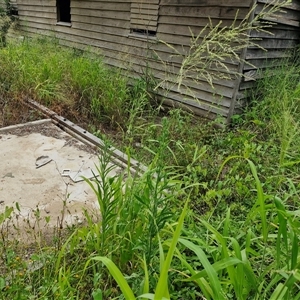 Unidentified Grass at Kilcoy, QLD by trevorpreston