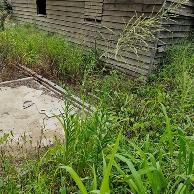 Megathyrsus maximus var. publiglumis (Green Panic, Guinea Grass) at Kilcoy, QLD - 29 Dec 2024 by trevorpreston