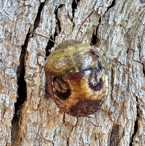 Solenotichus circuliferus at Reid, ACT - 29 Dec 2024