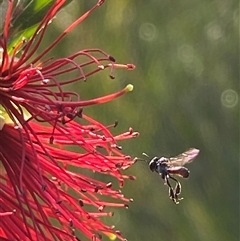 Unidentified Bee (Hymenoptera, Apiformes) at Bonny Hills, NSW - 29 Dec 2024 by pls047