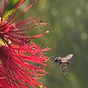 Unidentified Bee (Hymenoptera, Apiformes) at Bonny Hills, NSW by pls047