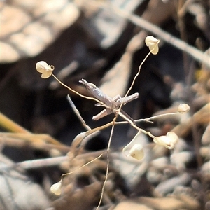 Keyacris scurra at Mount Fairy, NSW - 29 Dec 2024