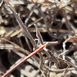 Keyacris scurra at Mount Fairy, NSW - 29 Dec 2024