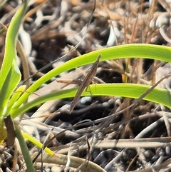 Keyacris scurra at Mount Fairy, NSW - 29 Dec 2024