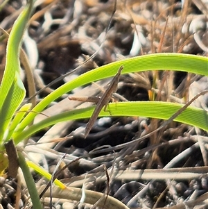 Keyacris scurra at Mount Fairy, NSW - 29 Dec 2024