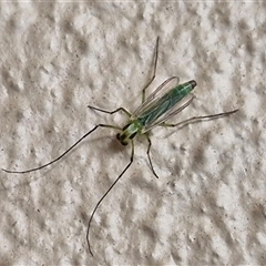 Chironomidae (family) (Non-biting Midge) at Caboolture South, QLD - 29 Dec 2024 by trevorpreston