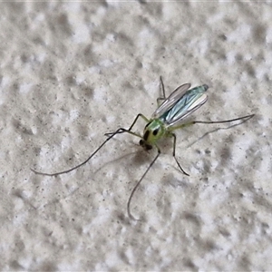 Chironomidae (family) at Caboolture South, QLD - 29 Dec 2024 05:59 PM