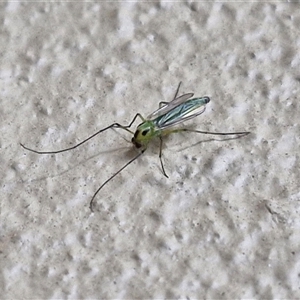 Chironomidae (family) at Caboolture South, QLD - 29 Dec 2024 05:59 PM