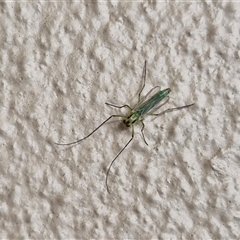 Chironomidae (family) at Caboolture South, QLD - 29 Dec 2024 05:59 PM