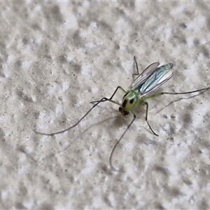 Chironomidae (family) at Caboolture South, QLD - 29 Dec 2024 05:59 PM