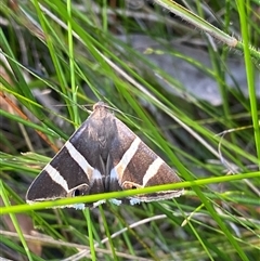 Unidentified Moth (Lepidoptera) at Bonny Hills, NSW - 29 Dec 2024 by pls047