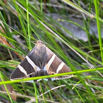 Grammodes ocellata (Large-eyed Box-Owlet) at Bonny Hills, NSW by pls047