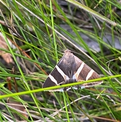 Grammodes ocellata at Bonny Hills, NSW - suppressed