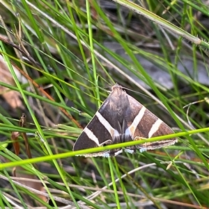 Grammodes ocellata at Bonny Hills, NSW - suppressed