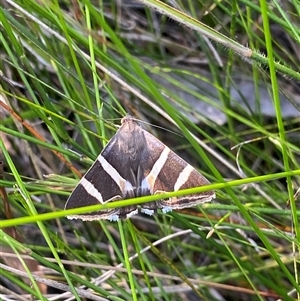 Grammodes ocellata at Bonny Hills, NSW - suppressed