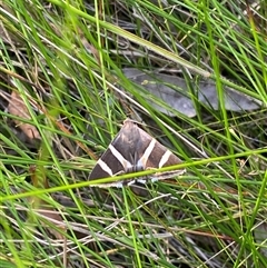 Grammodes ocellata at Bonny Hills, NSW - suppressed