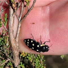 Diphucrania duodecimmaculata (12-spot jewel beetle) at Mount Fairy, NSW - 29 Dec 2024 by clarehoneydove