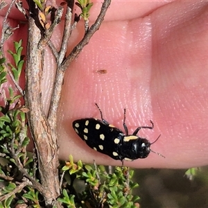 Diphucrania duodecimmaculata (12-spot jewel beetle) at Mount Fairy, NSW by clarehoneydove