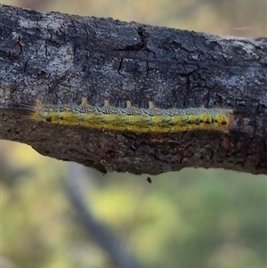 Nataxa flavescens at Mount Fairy, NSW - 29 Dec 2024