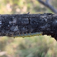 Nataxa flavescens at Mount Fairy, NSW - 29 Dec 2024