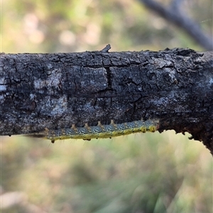 Nataxa flavescens at Mount Fairy, NSW - 29 Dec 2024