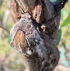 Endoxyla encalypti (Wattle Goat Moth) at Mount Fairy, NSW - 29 Dec 2024 by clarehoneydove