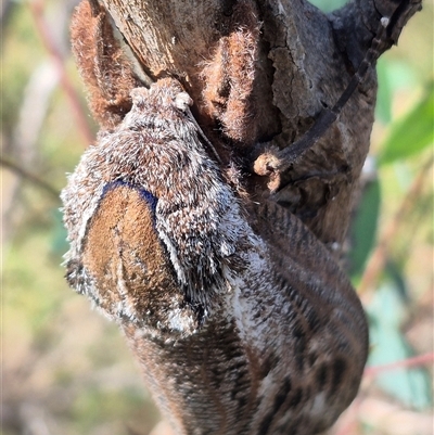 Endoxyla encalypti at Mount Fairy, NSW - 29 Dec 2024 by clarehoneydove