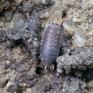 Isopoda (order) at Caboolture South, QLD by trevorpreston