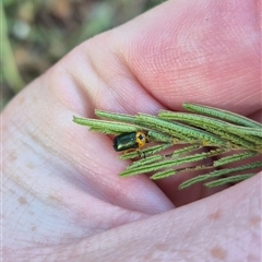 Aporocera (Aporocera) consors at Mount Fairy, NSW - 29 Dec 2024 05:43 PM