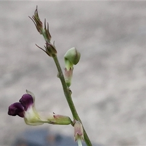 Macroptilium atropurpureum at Caboolture South, QLD - 29 Dec 2024 06:39 PM