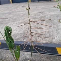 Macroptilium atropurpureum at Caboolture South, QLD - 29 Dec 2024 06:39 PM