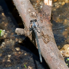 Austroargiolestes calcaris (Powdered Flatwing) at Paddys River, ACT - 28 Dec 2024 by DPRees125