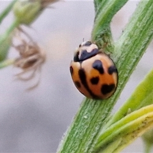 Coelophora inaequalis (Variable Ladybird beetle) at Caboolture South, QLD by trevorpreston