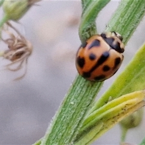 Coelophora inaequalis at Caboolture South, QLD - 29 Dec 2024