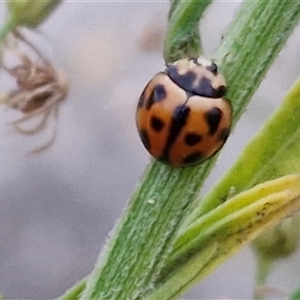 Coelophora inaequalis at Caboolture South, QLD - 29 Dec 2024