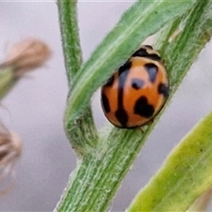 Coelophora inaequalis at Caboolture South, QLD - 29 Dec 2024 06:38 PM