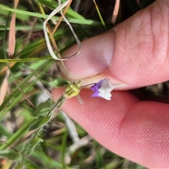 Kickxia elatine subsp. crinita (Twining Toadflax) at Mount Fairy, NSW - 29 Dec 2024 by clarehoneydove