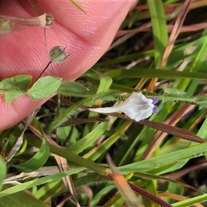 Kickxia elatine subsp. crinita at Mount Fairy, NSW - 29 Dec 2024