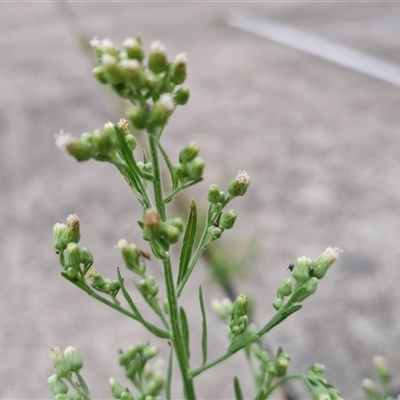 Erigeron canadensis (Canadian Fleabane) at Caboolture South, QLD - 29 Dec 2024 by trevorpreston