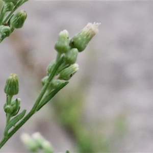 Erigeron canadensis at Caboolture South, QLD - 29 Dec 2024 06:38 PM