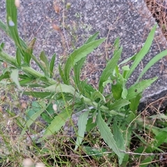 Erigeron canadensis at Caboolture South, QLD - 29 Dec 2024 06:38 PM