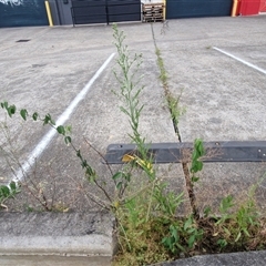Erigeron canadensis at Caboolture South, QLD - 29 Dec 2024 06:38 PM
