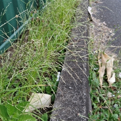 Unidentified Grass at Caboolture, QLD - 29 Dec 2024 by trevorpreston