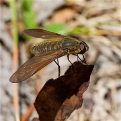 Comptosia sp. (genus) (Unidentified Comptosia bee fly) at Paddys River, ACT - 28 Dec 2024 by DPRees125