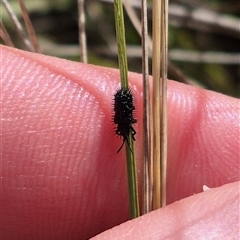 Hispellinus multispinosus (Spiny leaf beetle) at Mount Fairy, NSW - 29 Dec 2024 by clarehoneydove