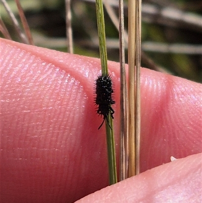 Hispellinus multispinosus (Spiny leaf beetle) at Mount Fairy, NSW - 29 Dec 2024 by clarehoneydove